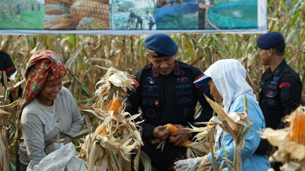 Perum Bulog Sumut berhasil melakukan penyerapan jagung pipil sebanyak 2.469 ton hingga November 2025. Langkah strategis ini bertujuan memperkuat ketahanan pangan dan melindungi petani melalui Penyerapan Jagung Bulog Sumut.