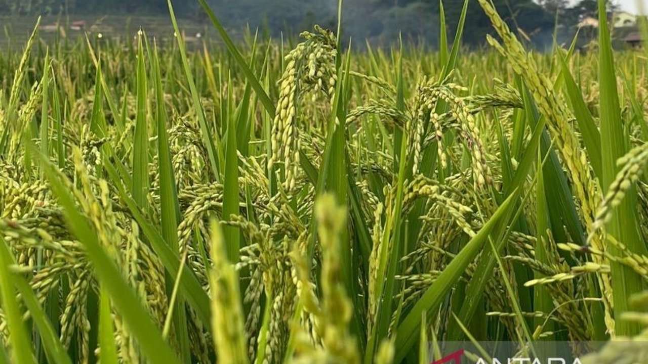 Pemerintah Kabupaten Majalengka menyambut baik kebijakan penurunan harga pupuk bersubsidi sebesar 20 persen. Langkah ini diharapkan dapat menekan biaya tanam petani dan meningkatkan efisiensi pertanian di tengah musim tanam.