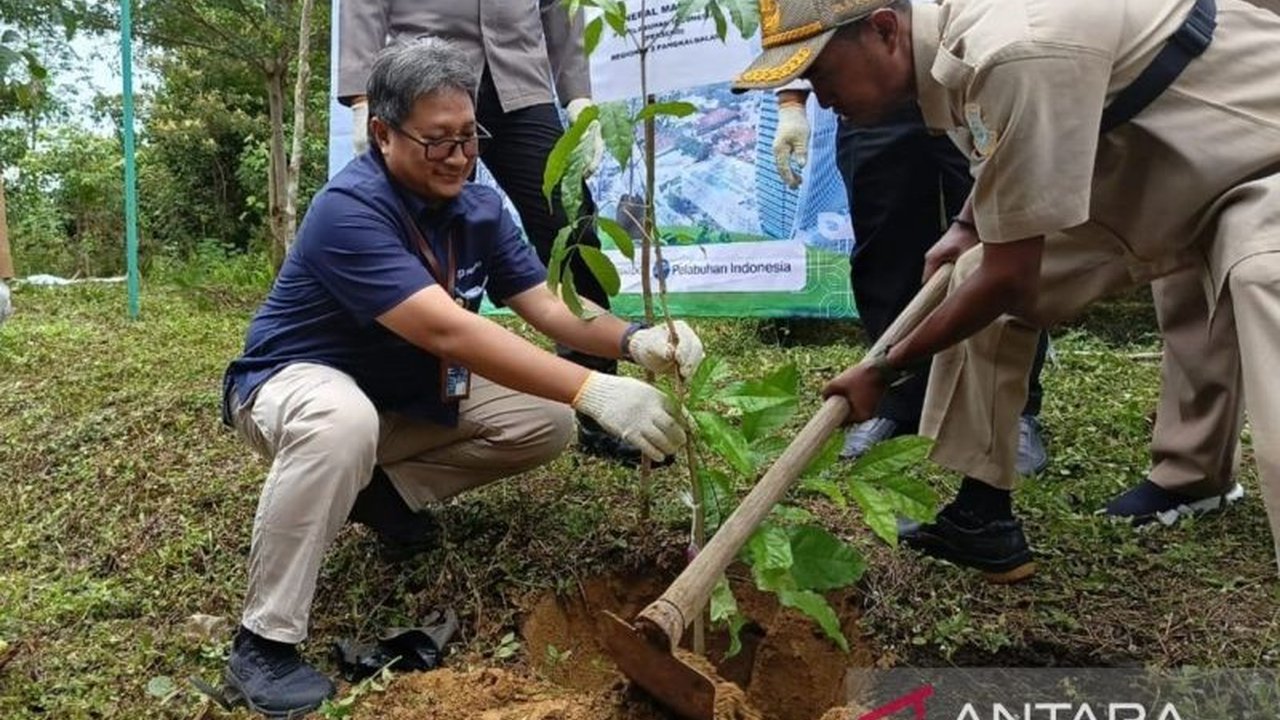 Pangkalpinang galakkan penanaman malapari untuk biodiesel di Kebun Raya Tua Tunu. Inovasi ini digadang jadi solusi energi baru ramah lingkungan, menarik perhatian peneliti internasional.