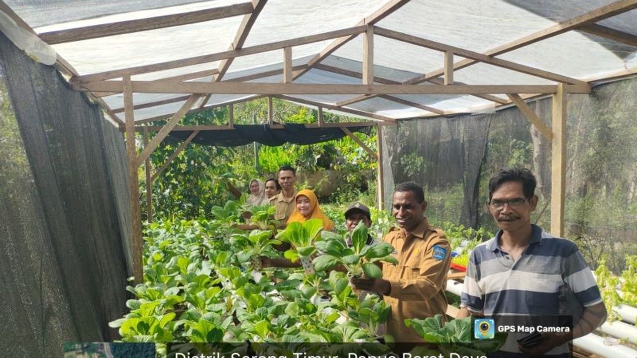 Pemkot Sorong serius mengembangkan pertanian hidroponik Sorong guna meningkatkan ketahanan pangan dan ekonomi masyarakat di tengah keterbatasan lahan perkotaan. Bagaimana strateginya?