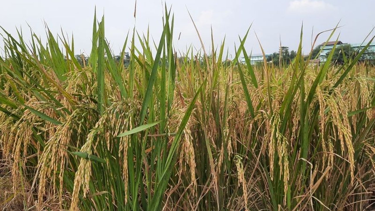 Pemkab Tangerang serius melakukan mitigasi risiko gagal panen akibat ancaman bencana alam. Bagaimana strategi mereka melibatkan PPL dan intervensi bantuan?