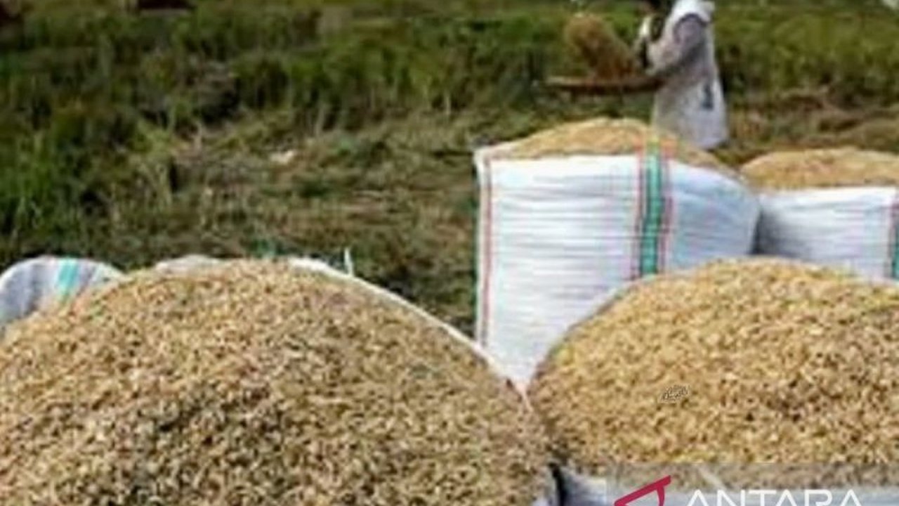 Badan Pusat Statistik (BPS) Nusa Tenggara Barat (NTB) memprediksi kenaikan signifikan pada produksi beras NTB tahun 2025, mencapai 965,64 ribu ton, yang patut dinantikan dampaknya bagi ketahanan pangan.