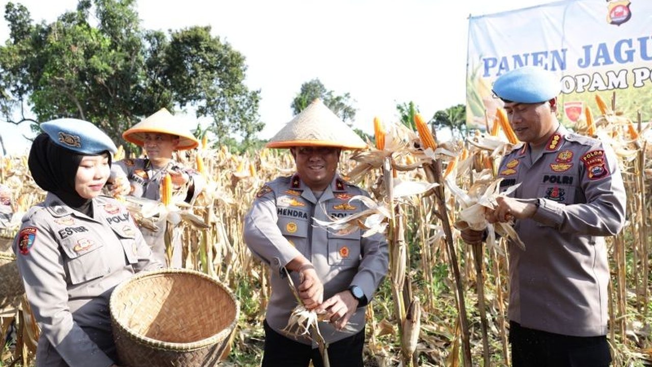 Polda Banten panen jagung melimpah hingga 2.540 ton, jauh melampaui target awal! Ini adalah wujud komitmen Polri dalam mendukung program ketahanan pangan nasional.