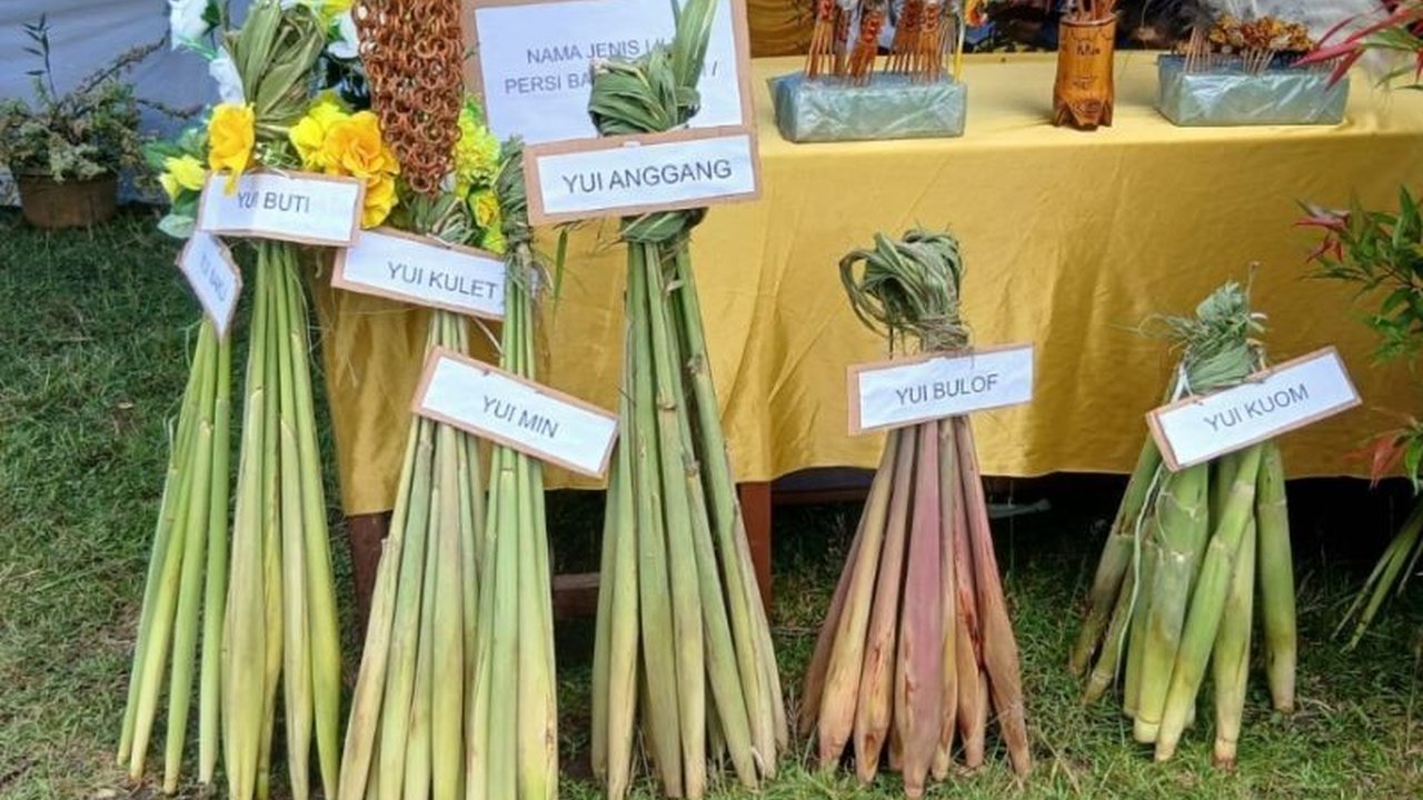 Pemerintah Kabupaten Jayapura serius mendorong pelestarian pangan lokal dan ekonomi UMKM melalui Festival Seribu Lilin. Upaya ini bertujuan mengangkat potensi pangan khas daerah yang mulai jarang ditemui, sekaligus membuat pembaca penasaran.