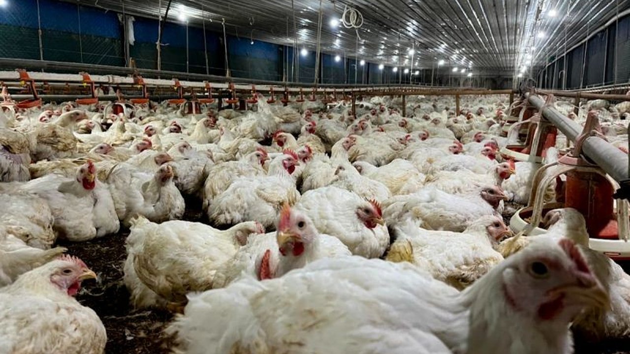 Kementan memastikan pasokan bibit ayam nasional aman dan distribusi terkendali, membantah monopoli serta berpihak pada peternak rakyat. Bagaimana regulasi baru menjamin keadilan?