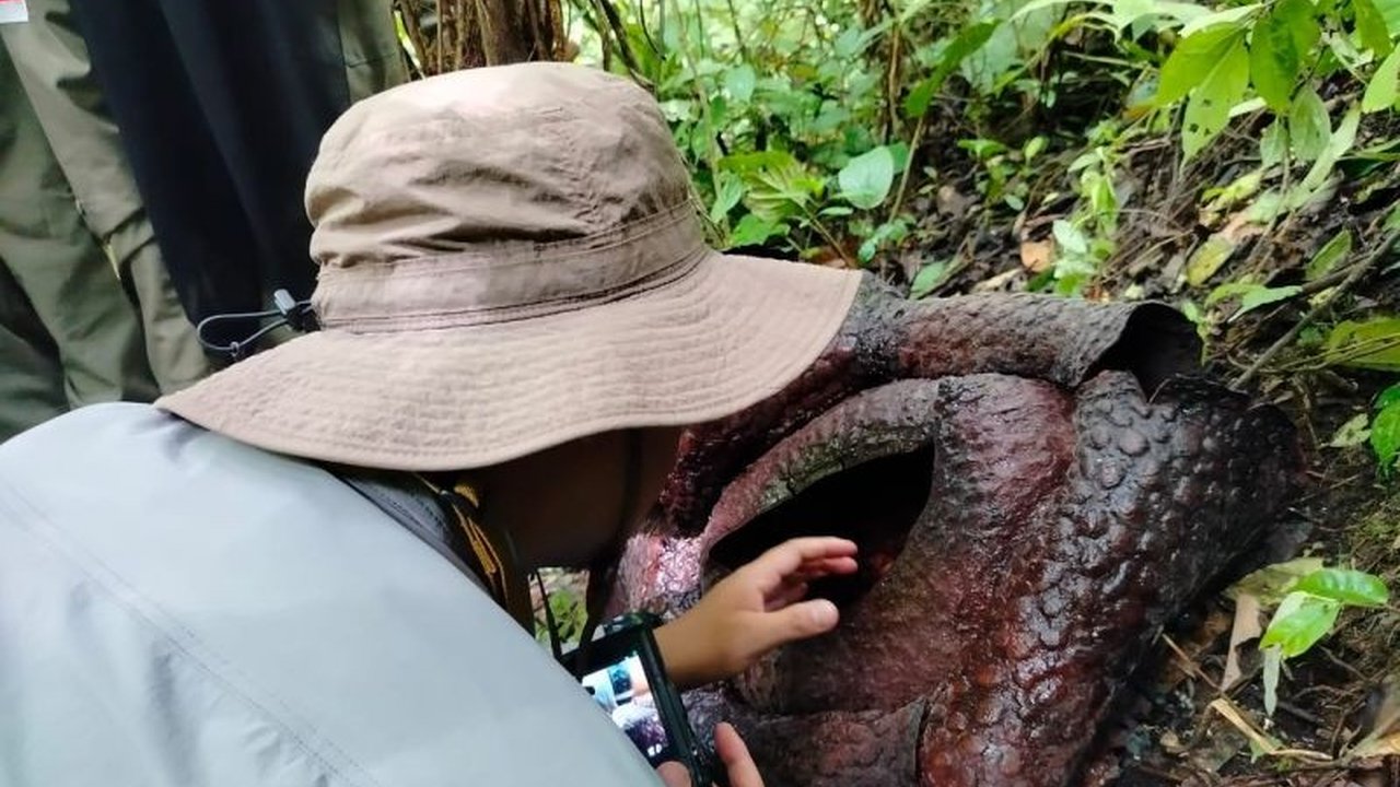 Badan Riset dan Inovasi Nasional (BRIN) melakukan Penelitian Rafflesia BRIN Palupuh untuk memastikan kekerabatan genetik Rafflesia arnoldii dengan spesies di Malaysia, mengungkap misteri bunga langka ini.