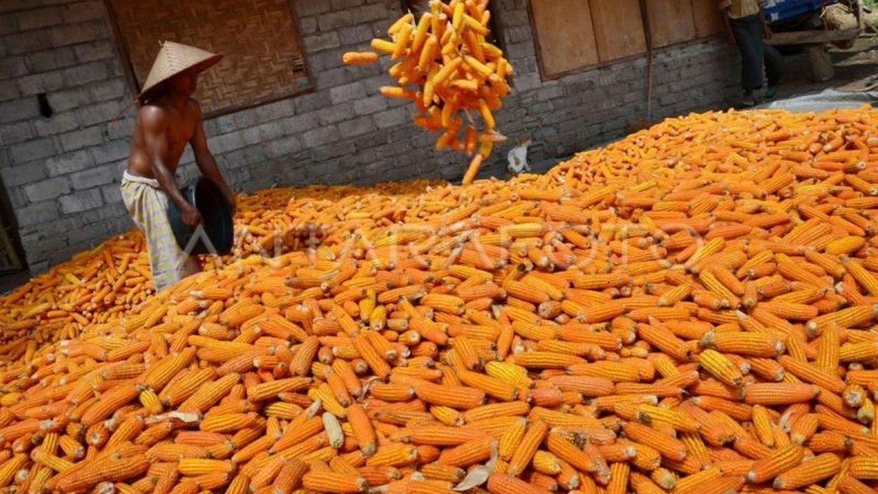 NTB menghadapi paradoks panen raya jagung di mana harga anjlok. Solusi hilirisasi jagung NTB melalui pembangunan pabrik pakan menjadi krusial untuk meningkatkan nilai tambah komoditas dan kesejahteraan petani.