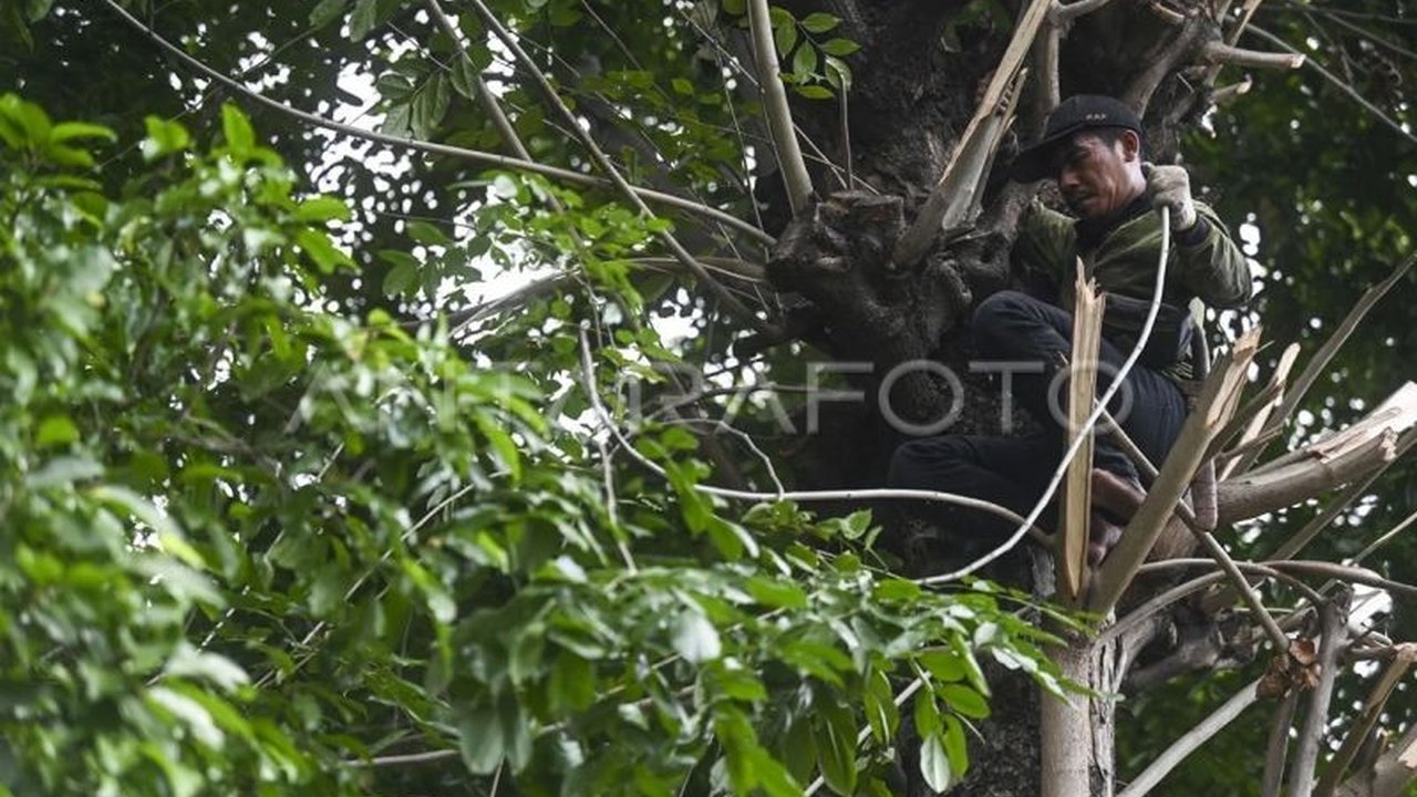 Dinas Pertamanan dan Hutan Kota (Distamhut) DKI Jakarta memetakan risiko pohon tumbang di ibu kota, menyiagakan posko 24 jam, dan meminta warga proaktif melaporkan potensi bahaya.