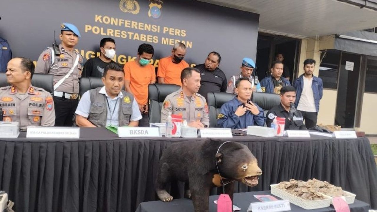 Polrestabes Medan gencar memburu pelaku penjualan offset beruang madu dan mengungkap jaringan peredaran satwa dilindungi lainnya, seperti sisik trenggiling, dengan ancaman hukuman berat.