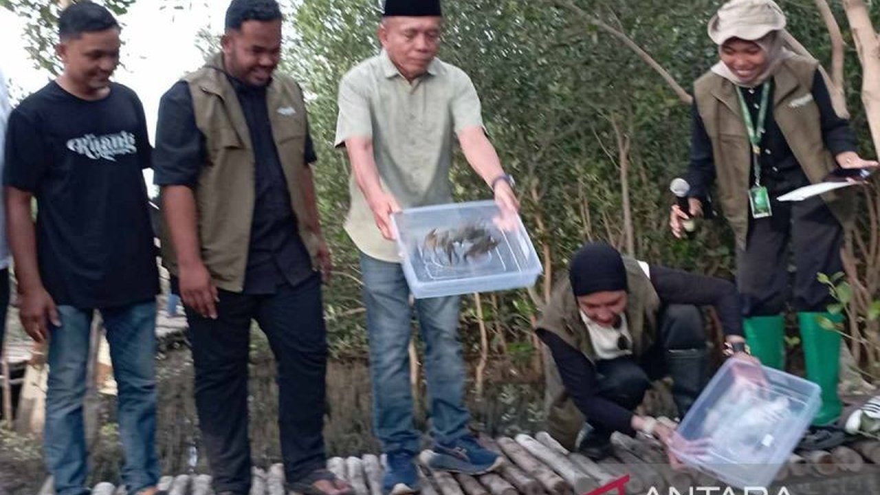 Mangrove Park Lampulo di Banda Aceh menjadi saksi kegiatan konservasi lingkungan dengan **pelepasliaran bibit kepiting** dan penanaman mangrove, melibatkan ratusan anak muda Aceh untuk menjaga ekosistem pesisir.
