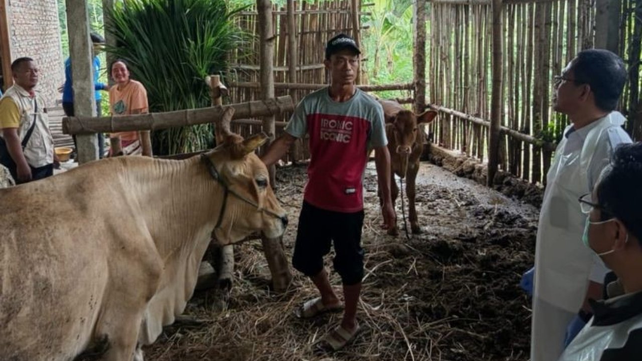 Pemerintah Kabupaten Magetan secara konsisten melaksanakan vaksinasi PMK pada ternak sapi dan kambing untuk mencegah penularan Penyakit Mulut dan Kuku serta memulihkan populasi ternak yang sempat menurun drastis.