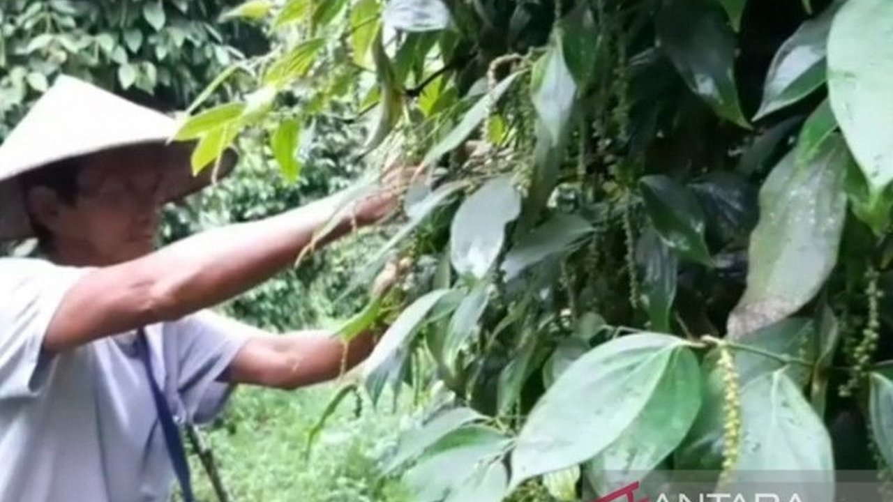 Pemerintah Provinsi Kepulauan Bangka Belitung serius menggiatkan program petani milenial untuk mewujudkan hilirisasi lada putih, didukung anggaran Rp300 triliun dari pemerintah pusat.