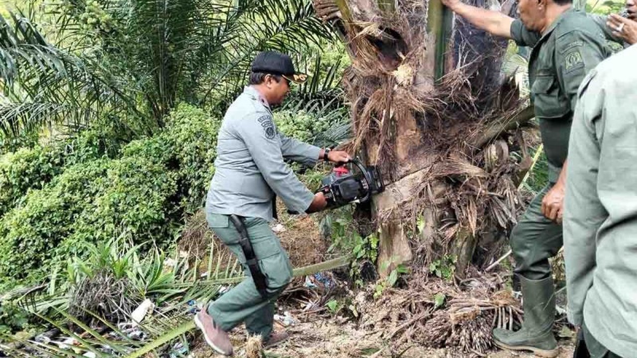 Tim gabungan KPH-TNI-Polri Aceh berhasil menertibkan 18,5 hektare sawit ilegal di kawasan hutan Babahrot, Aceh Barat Daya, menyusul laporan dan pelanggaran regulasi yang berlaku.