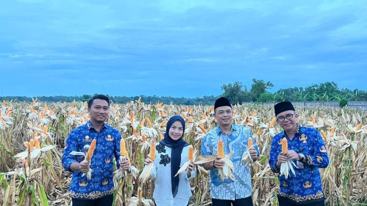 Pemkab Serang berhasil panen 18 ton jagung hibrida di Kopo, wujudkan ketahanan pangan dan swasembada daerah. Kolaborasi Bumdes dan petani jadi kunci sukses Panen Jagung Hibrida Pemkab Serang ini.