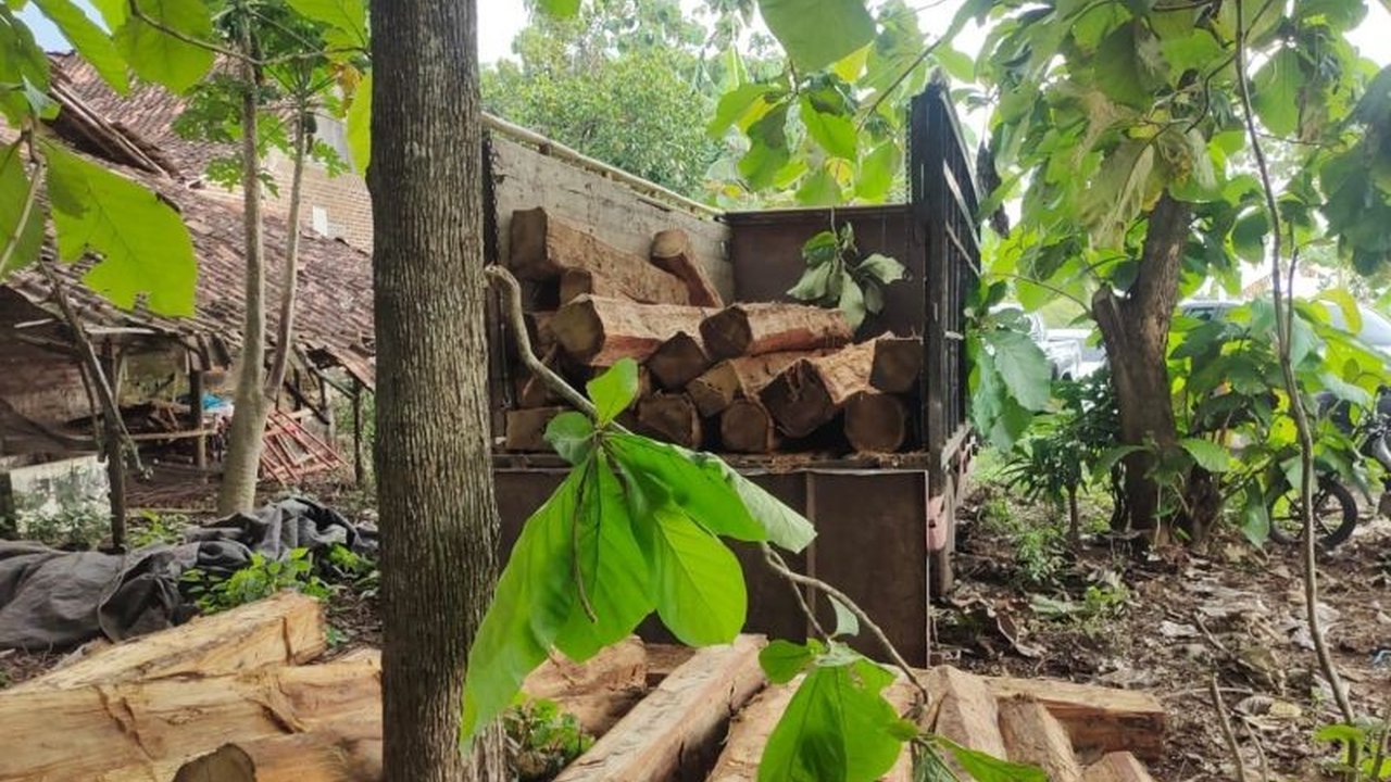Perhutani KPH Madiun bersama Polres Madiun berhasil mengamankan tiga terduga Penjarah Kayu Jati Madiun dalam operasi gabungan, menyita puluhan batang kayu ilegal.