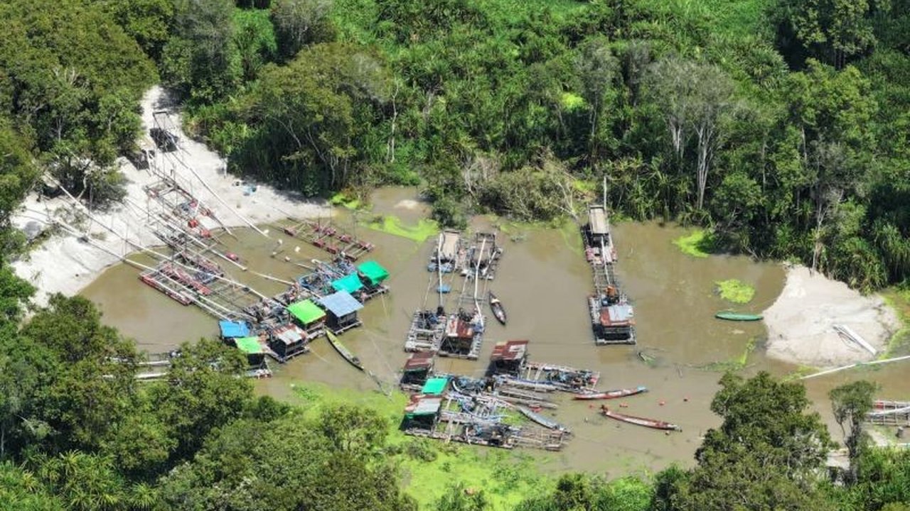 Tim gabungan Kemenhut berhasil mengamankan 12 penambang emas ilegal Tanjung Puting di Taman Nasional tersebut, penangkapan ini terkait dugaan kematian orang utan Kalimantan.