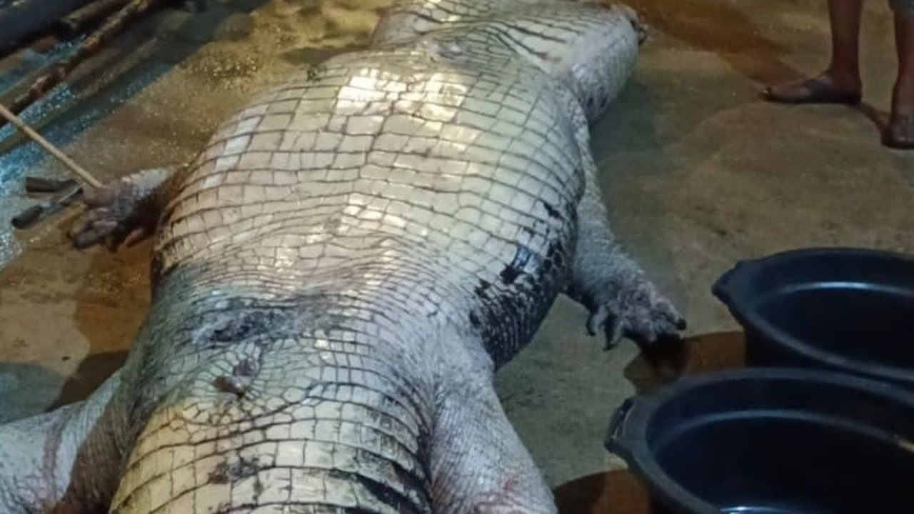 Dinas Pemadam Kebakaran dan Penyelamatan (DPKP) Indragiri Hilir (Inhil) melaporkan kematian buaya raksasa seberat 585 kg yang telah dirawat sejak 1 November, memicu pertanyaan mengenai penanganan satwa liar.