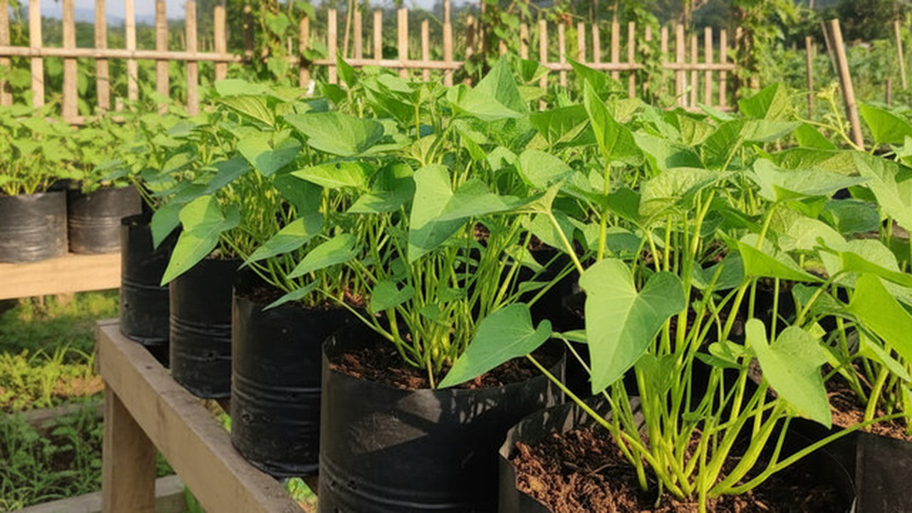 Tips Menanam Kangkung di Polybag, Panen Melimpah di Lahan Terbatas dalam Hitungan Minggu