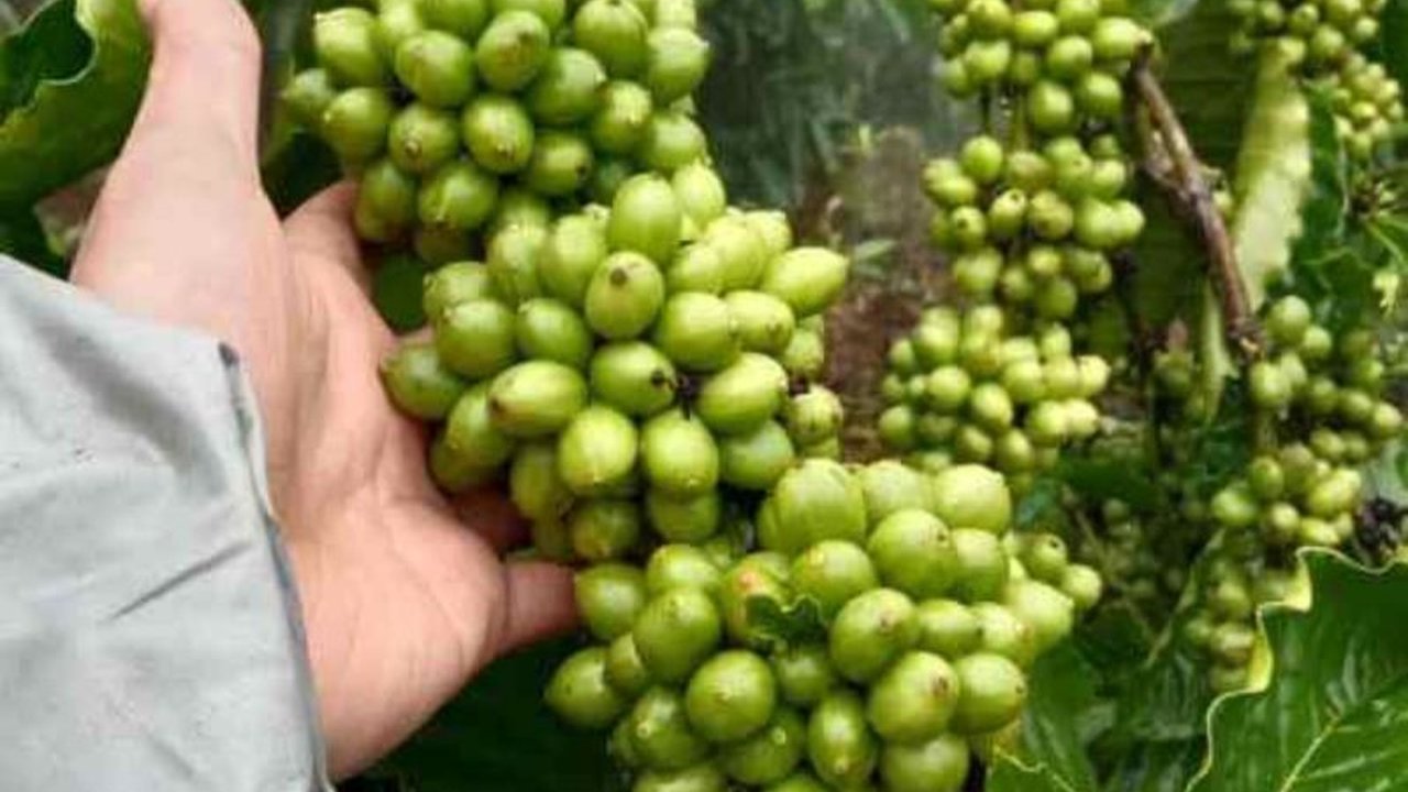 Dinas Pertanian Purbalingga memperkuat dukungan petani kopi, mulai dari budidaya hingga hilirisasi, menyusul kenaikan harga kopi yang signifikan, membangkitkan kembali gairah petani di wilayah tersebut.