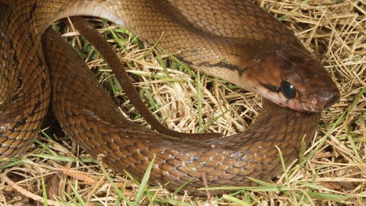 Ular Tikus. (Foto: Wikipedia)