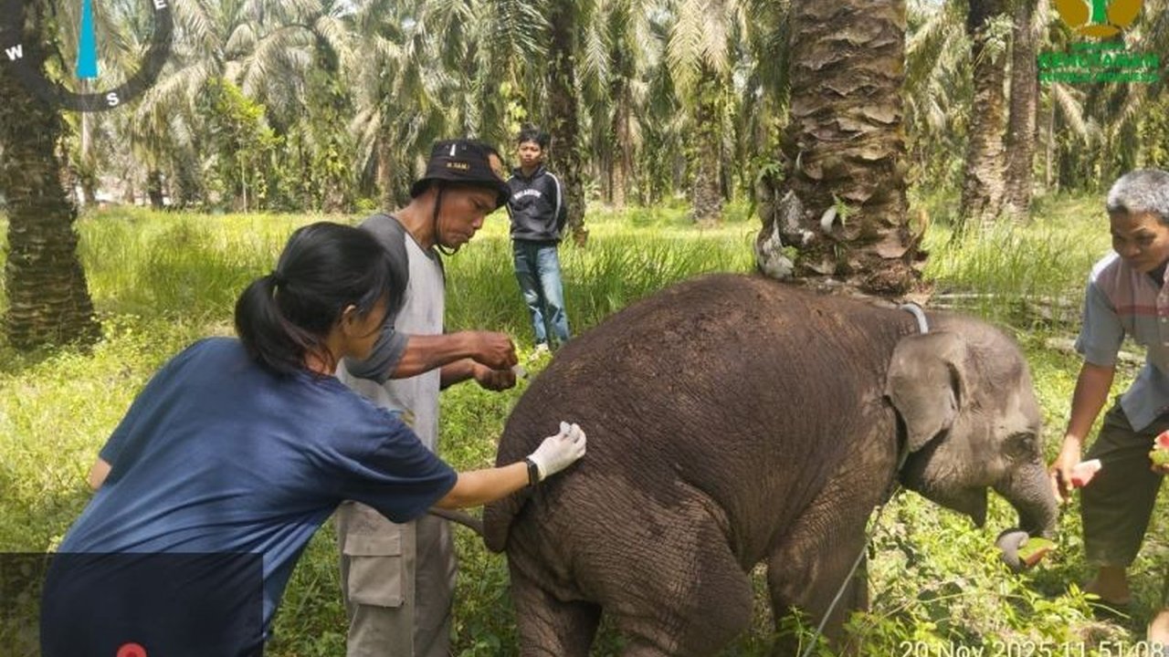 Seekor anak gajah betina bernama Laila dilaporkan mati di Pusat Konservasi Gajah Sebanga, Bengkalis, Riau. Kematian Anak Gajah Mati di Riau ini menyisakan duka mendalam.