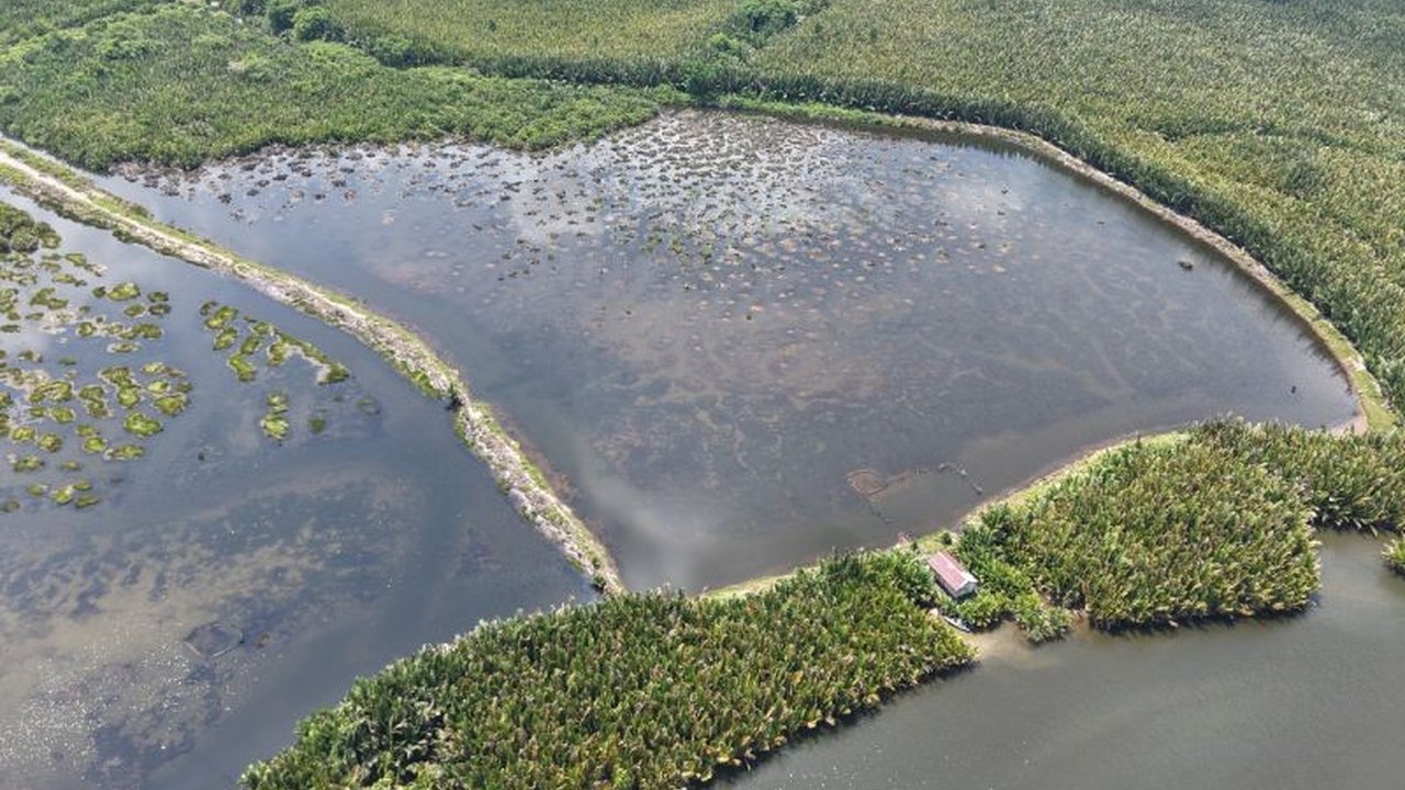 Kementerian Kehutanan (Kemenhut) RI berupaya mewujudkan Desa Mandiri Peduli Mangrove di Kalimantan Timur dengan pelatihan penyusunan Peraturan Desa (Perdes) demi keberlanjutan ekosistem mangrove.