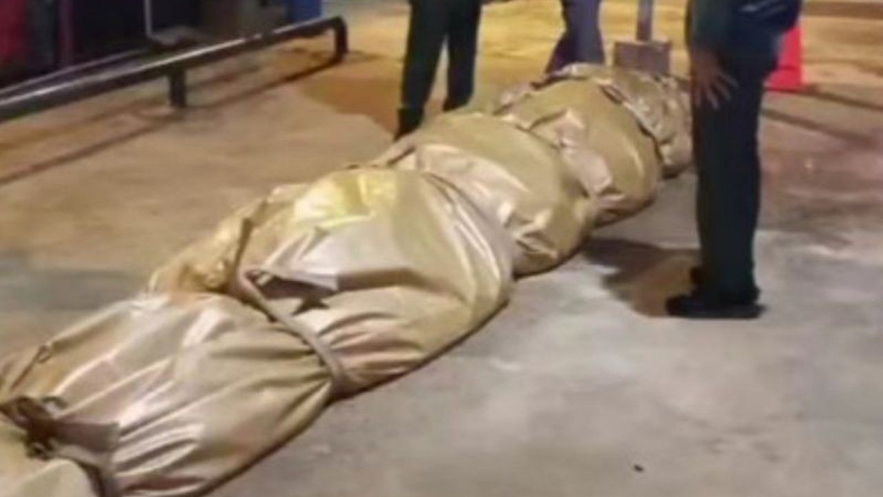 DPKP Indragiri Hilir (Inhil) Riau mengirimkan bangkai buaya raksasa seberat 585 kg ke Jakarta untuk diawetkan, setelah ditemukan benda-benda mengejutkan di perutnya.