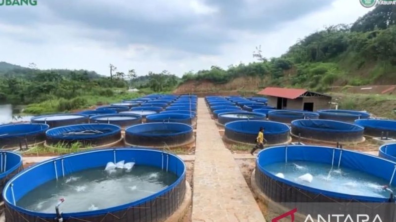 Subang kini memiliki Kampung Ikan Bioflok terbesar, Damandiri, yang diresmikan untuk meningkatkan produksi ikan air tawar, edukasi, dan mendukung ketahanan pangan lokal.