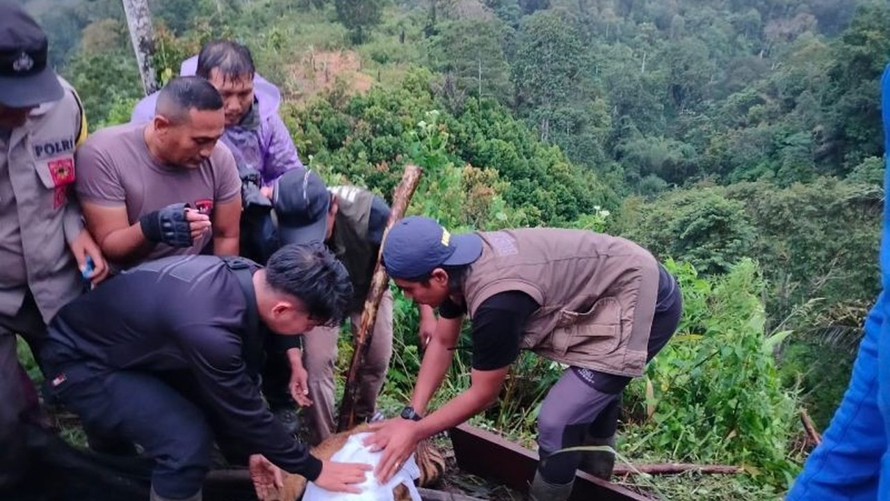 Tim BKSDA Sumbar berhasil mengevakuasi satu individu anak harimau sumatera yang terjerat babi di Agam. Kondisi anak harimau hidup dan kini dalam observasi medis.