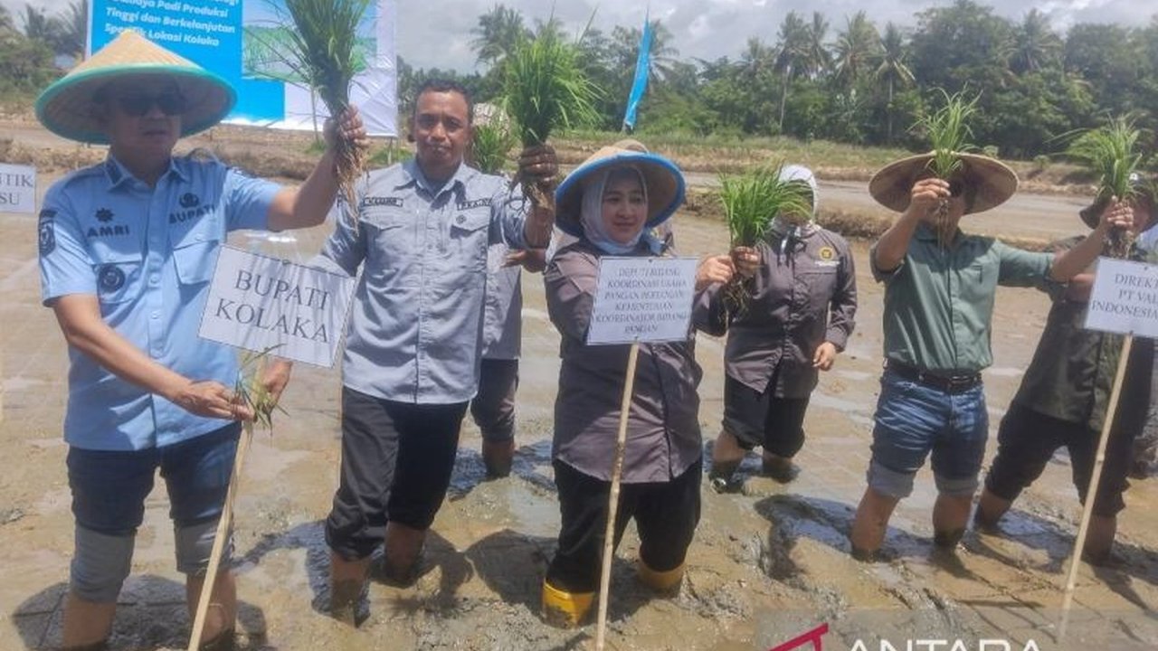 Kemenko Pangan mendesak Kolaka maksimalkan potensi pertaniannya demi mewujudkan swasembada pangan nasional, khususnya beras. Akankah Kolaka jadi percontohan?