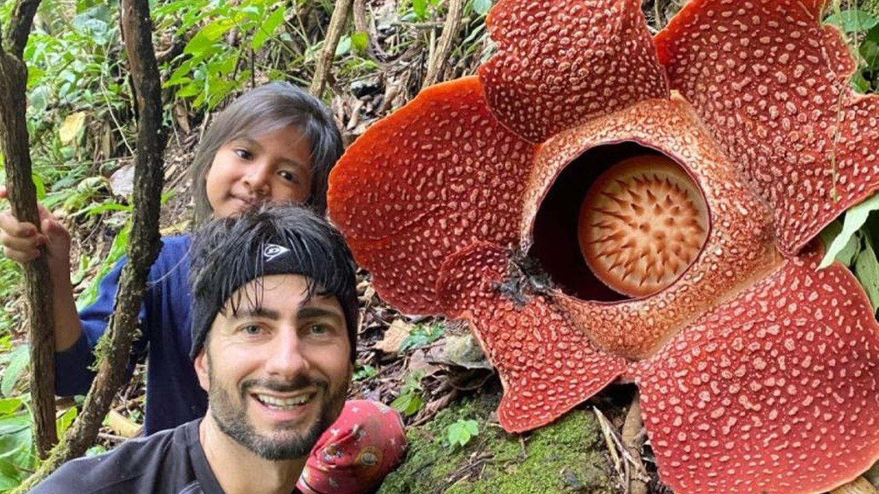 Dua Bunga Rafflesia Arnoldii mekar sempurna di Rejang Lebong, Bengkulu, menarik perhatian wisatawan global. Habitat sehat ini berpotensi besar jadi destinasi ekowisata.