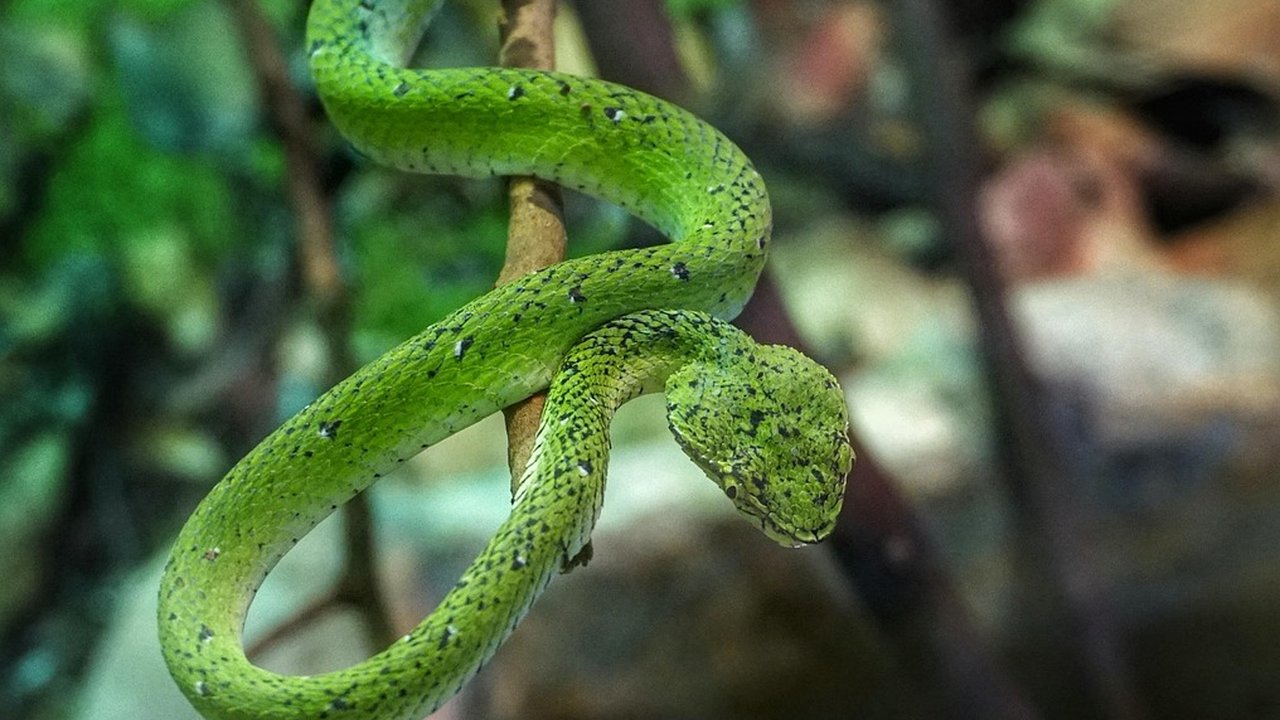 Trimeresurus