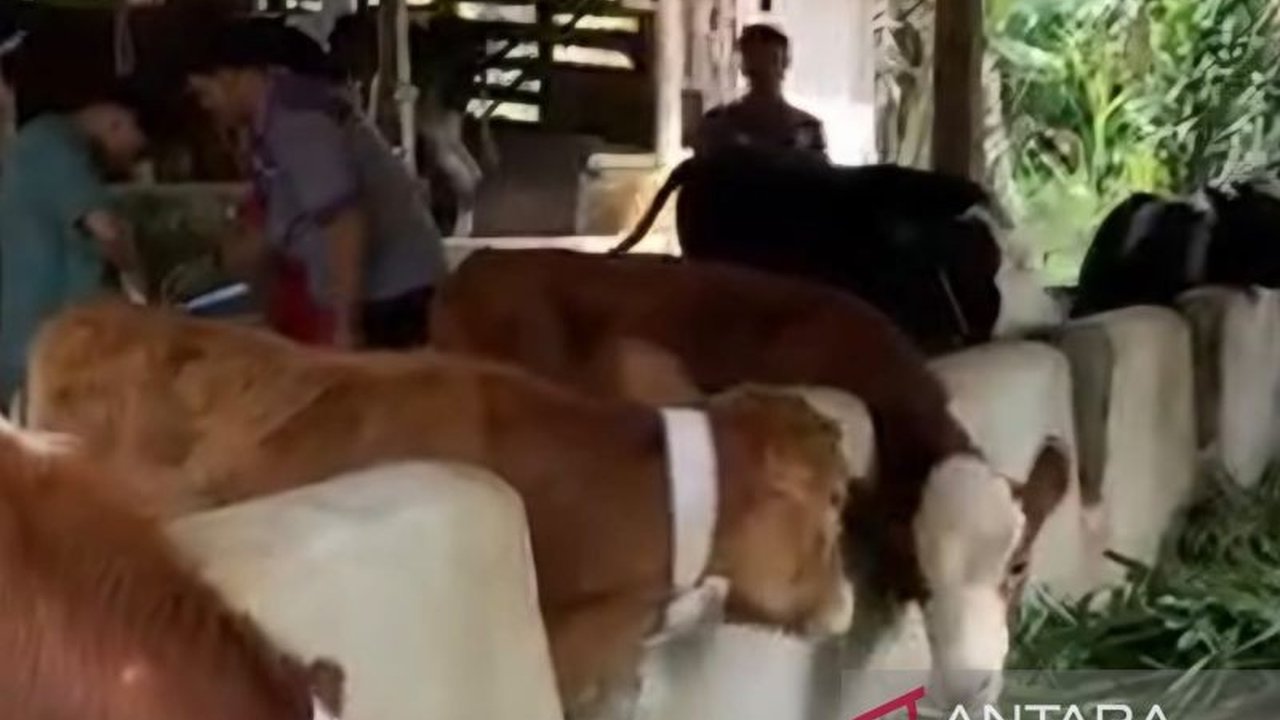 Dinas Peternakan Cianjur memperketat Pengawasan Pemotongan Hewan di RPH dan RPU untuk memastikan daging layak konsumsi dan bebas penyakit, termasuk penanganan PMK.