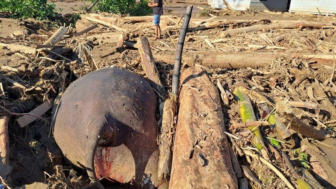 Seekor gajah Sumatera ditemukan mati di Pidie Jaya, Aceh, setelah terseret banjir bandang dan terjebak tumpukan kayu hutan, memunculkan kekhawatiran kerusakan lingkungan.