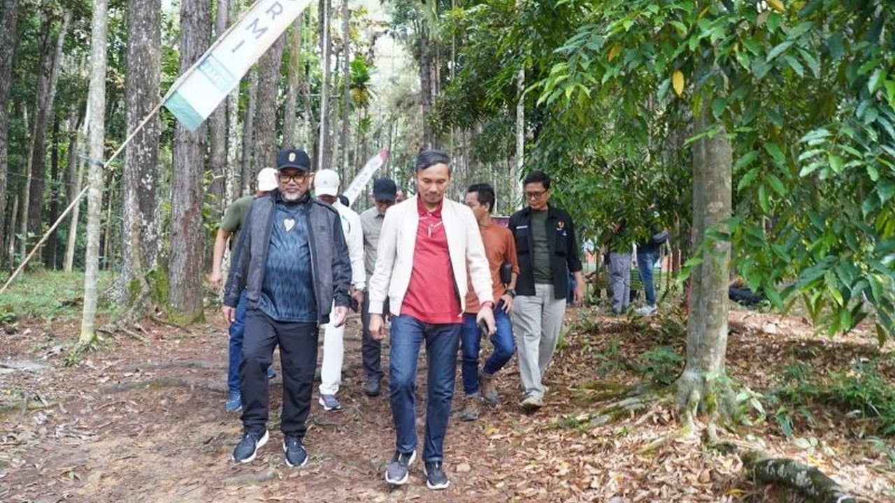 Pemprov Jambi gencar promosikan Hutan Pinus Jambi sebagai destinasi wisata alam dan edukasi. Diharapkan mampu mendongkrak Pendapatan Asli Daerah (PAD) serta menarik minat masyarakat.