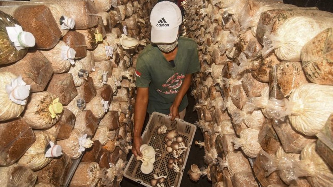 Dinas ESDM NTB memfasilitasi kemitraan rantai pasok serbuk gergaji untuk mengatasi kelangkaan bahan baku bagi Petani Jamur NTB yang terdampak program co-firing PLN.