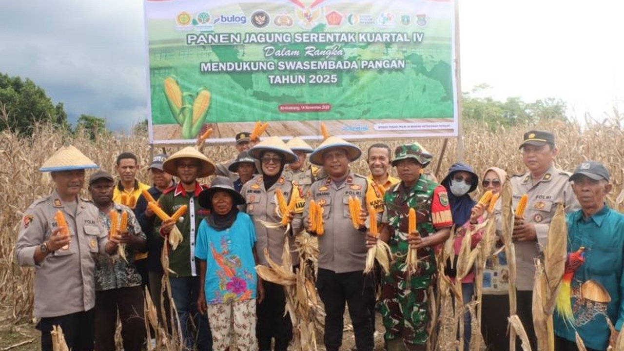 Kolaborasi antara Polres dan Pemkab Jayapura sukses menggelar panen jagung serentak di Nimbokrang, memperkuat ketahanan pangan daerah serta menjaga stabilitas wilayah.