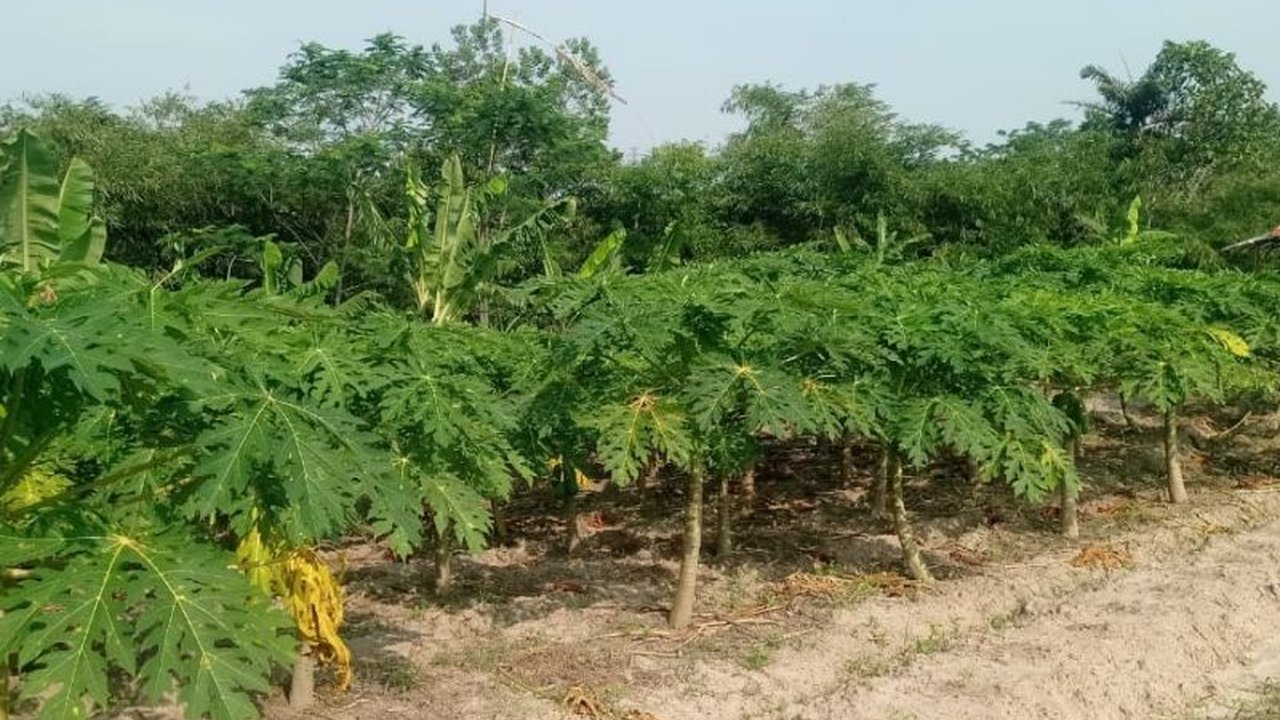 Petani Pepaya California Lebak kini merasakan dampak positif Program Makan Bergizi Gratis. Permintaan melonjak, omzet jutaan rupiah per pekan pun diraih. Bagaimana kisah sukses mereka?