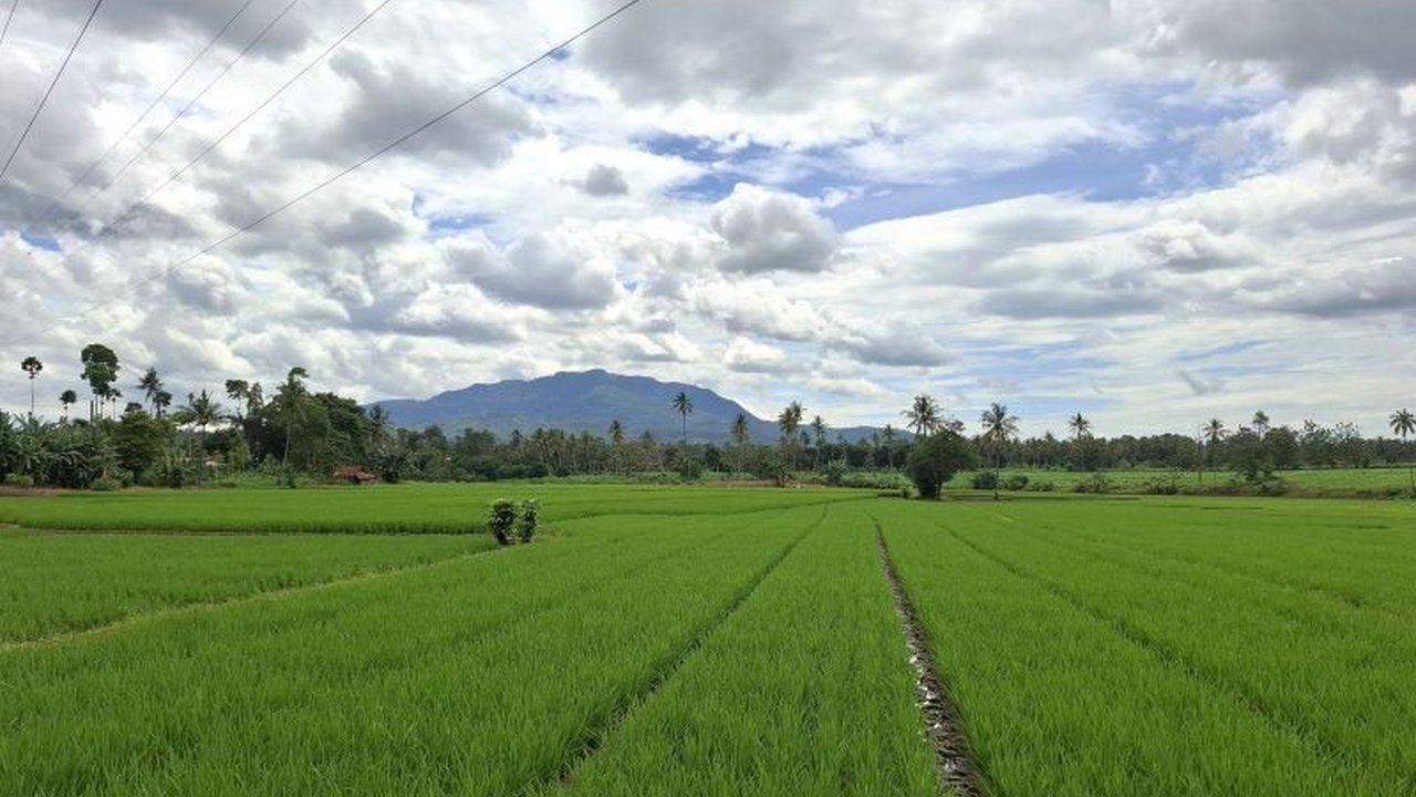 Badan Pusat Statistik (BPS) Provinsi Lampung melaporkan kenaikan Nilai Tukar Petani Lampung sebesar 1,25 persen pada November 2025, menunjukkan daya beli petani yang meningkat.