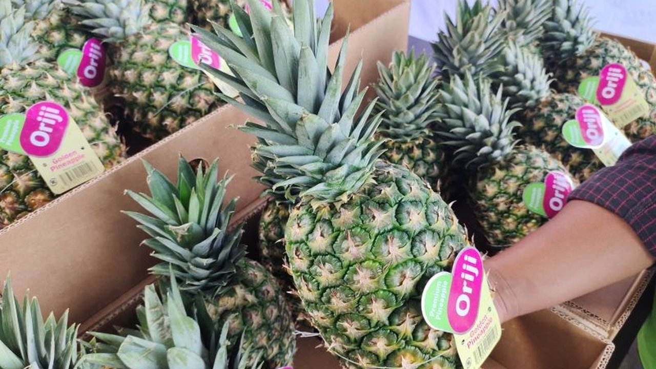 Provinsi Lampung mencatat peningkatan signifikan pada neraca perdagangan, mencapai surplus 480,50 juta dolar AS di Oktober 2025, didorong oleh ekspor nonmigas yang kuat.