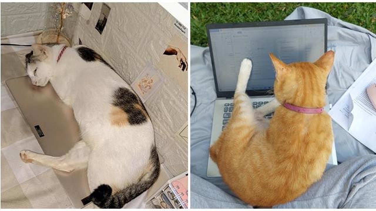 Potret Kucing Tidur hingga Duduk di Atas Laptop. (Sumber: Twitter/@arunasahi dan Twitter/@chimpiclub)