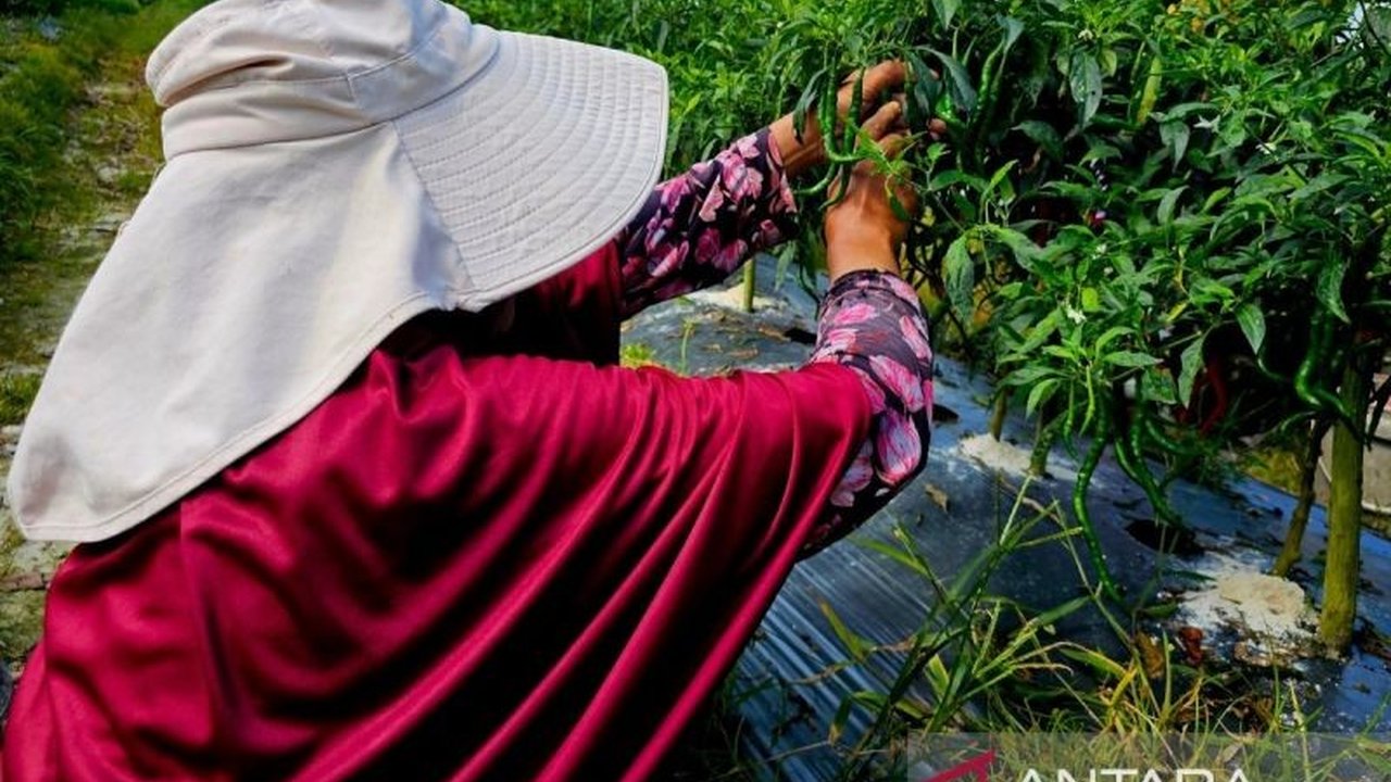 Bupati Natuna mengajak petani lokal untuk meningkatkan produksi tanaman pangan guna memasok kebutuhan program Makan Bergizi Gratis (MBG), membuka pasar baru dan menggerakkan ekonomi daerah.