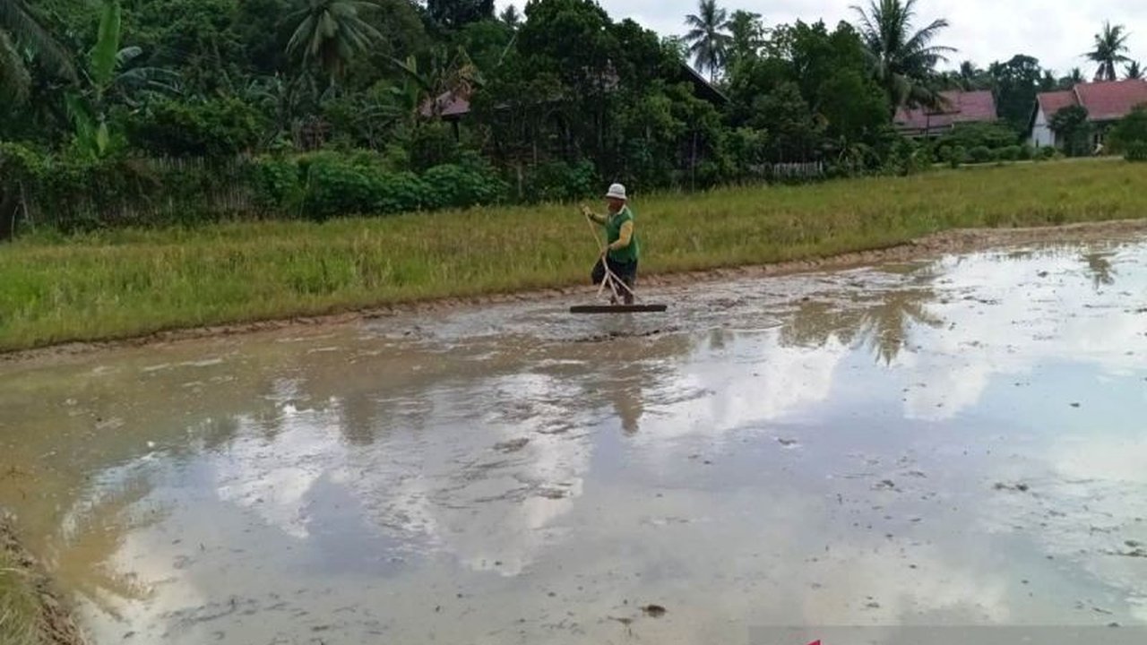 Nilai Tukar Petani (NTP) Kalimantan Timur pada November 2025 mencapai 148,33, menandakan tingkat kesejahteraan petani yang tinggi meskipun ada sedikit penurunan bulanan.