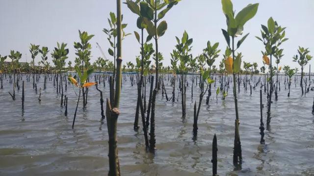 Ilustrasi penanaman hutan mangrove. (Ilustrasi/Liputan6.com)