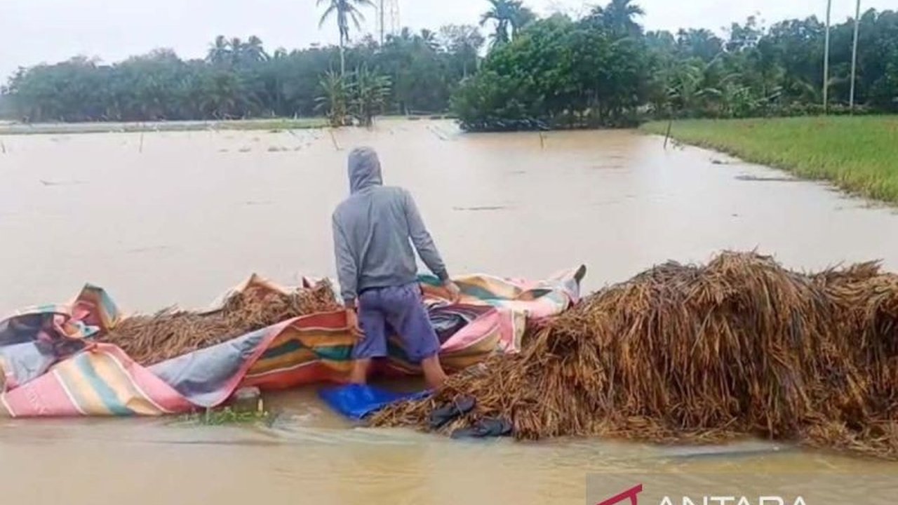 Banjir Aceh Timur menyebabkan ribuan hektare sawah terendam, dengan kerugian fantastis mencapai Rp88 miliar. Simak upaya pemulihan yang akan dilakukan Pemkab.