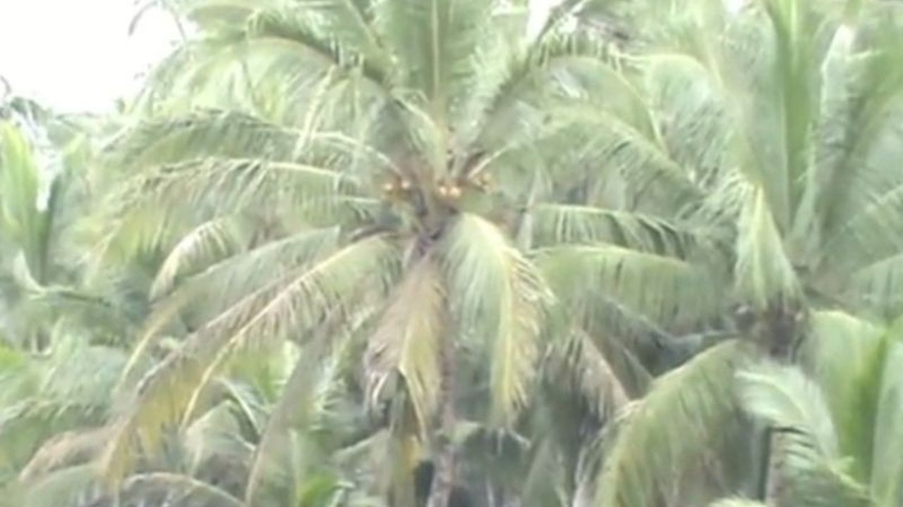 Pemerintah Kabupaten Tanjung Jabung Barat menaruh harapan besar pada program hilirisasi kelapa yang ditargetkan terealisasi 2026 guna mendongkrak perekonomian petani.