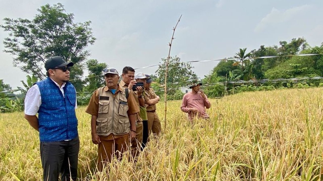 PT PII berkomitmen memperkuat kapasitas petani di Karawang untuk produksi Beras Sehat Karawang melalui program TJSL, mendukung ketahanan pangan dan atasi stunting. Simak dampaknya!