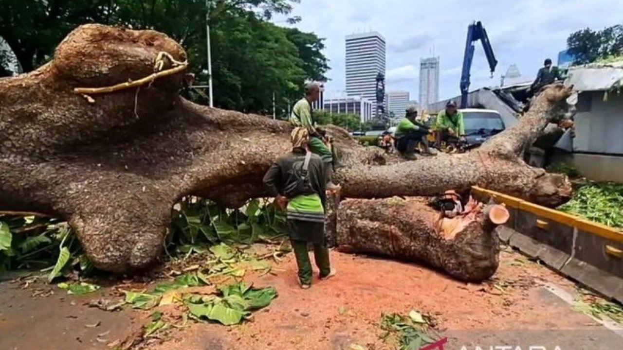 Gubernur DKI Jakarta Pramono Anung menjelaskan bahwa insiden pohon tumbang yang menimpa lintasan MRT Jakarta disebabkan oleh angin kencang. Pemprov DKI gencar pangkas pohon.