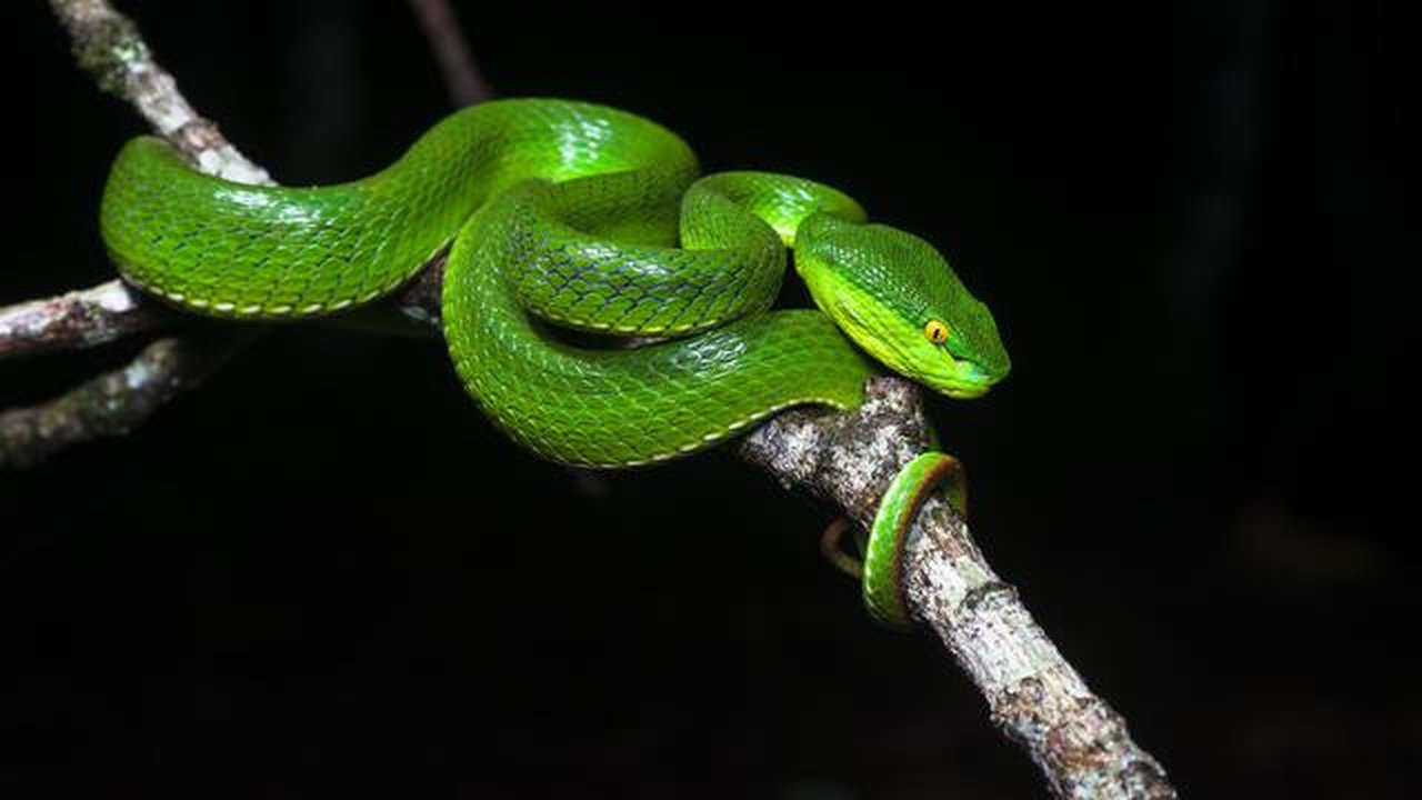 Ular Hijau/Pucuk (Trimeresurus albolabris). Foto: Wikimedia