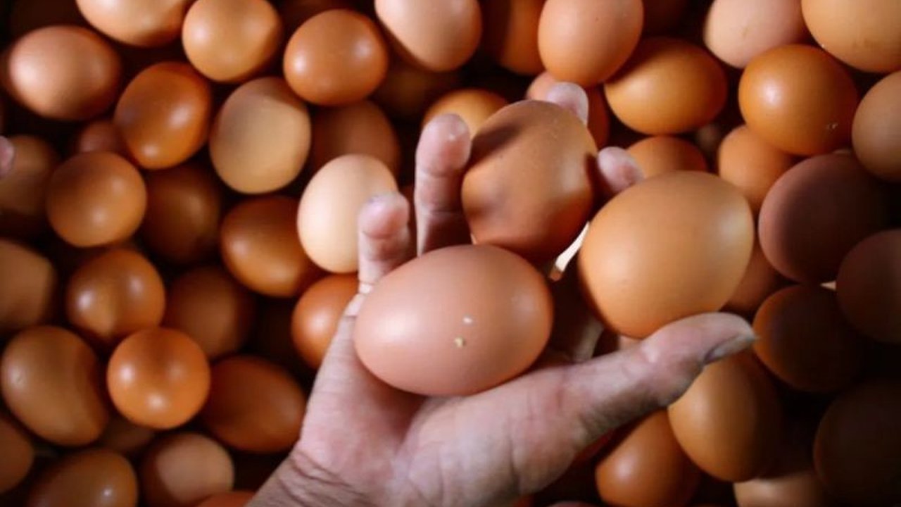Badan Pangan Nasional (Bapanas) menjamin **ketersediaan telur ayam** ras nasional aman dan mencukupi kebutuhan masyarakat jelang Natal 2025 serta Tahun Baru 2026, meski konsumsi diprediksi meningkat.